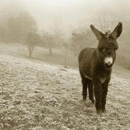 Quintana La Vega Casona Asturiana Casa vacanze
